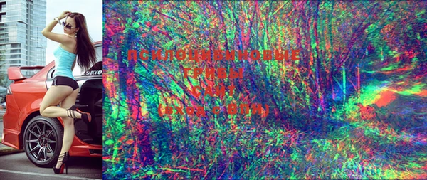 стаф Аркадак